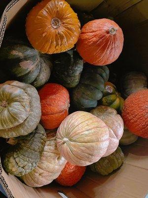 Mixed Heirloom Pumpkins