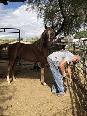 Cleaned and trimmed my young Arabians hoofs. Best Farrier in San Tan Valley.