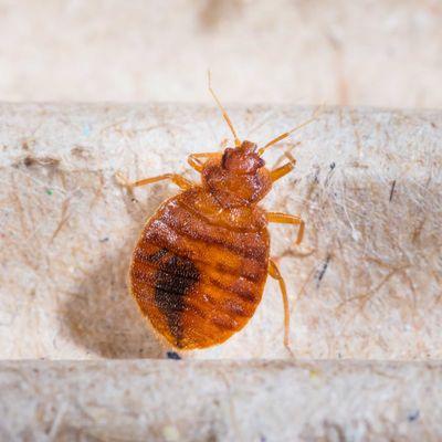 Bed Bug Removal