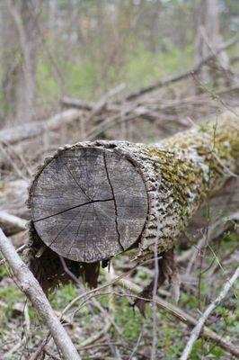 Daubenspeck Community Nature Park in the spring