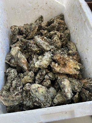 Oysters