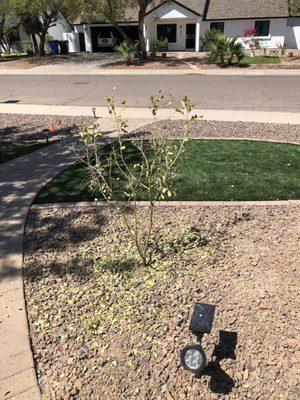 Ascending Tree Care