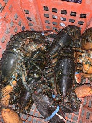 Diggers Catch Seafood