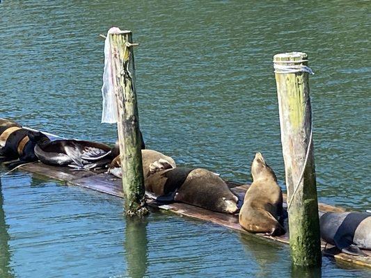 A moment of peaceful napping between territorial fights for the majestic California Sea Lions.