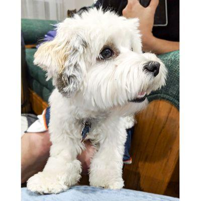 Our Havanese puppy a few days after a grooming!