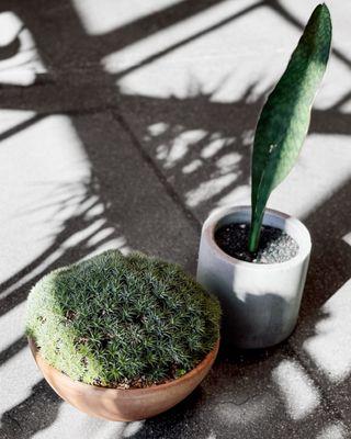 Deuterocohnia Brevifolia & Sansevieria Masoniana.