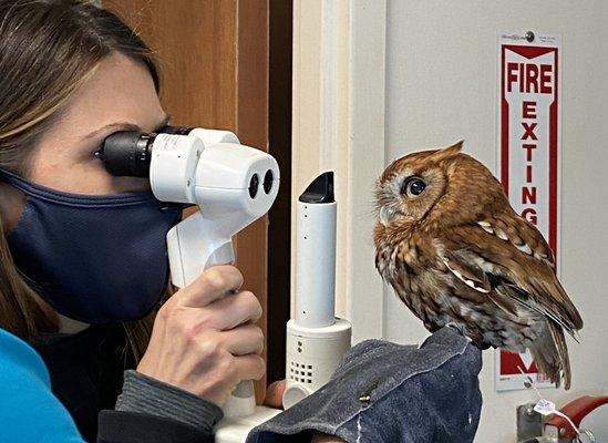 Dr. Brookshire performs an eye examination on a screetch owl at the Virginia Living Museum.