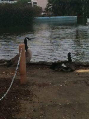 Geese by the lake