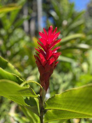 Torch Ginger