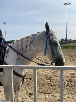 Pretty pony horse