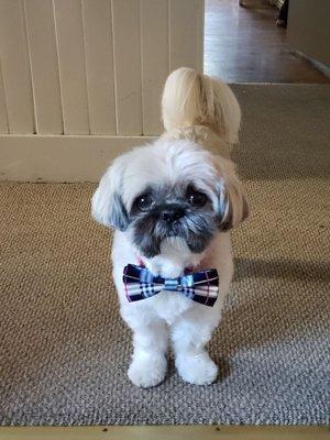 My Sweet Sams after his furcut with Alison!