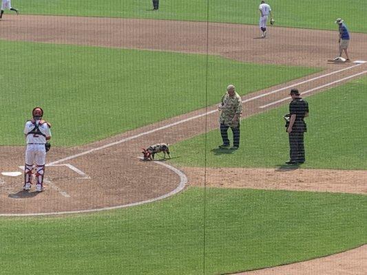 Pig takes the field between innings