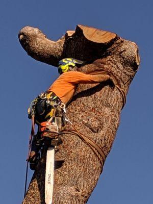 Golden Oak Tree Service sizing up a section of the top trunk for lowering with ropes