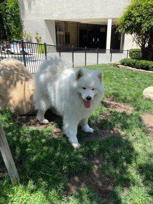 Same cute doggo (@sutterbearsamoyed), same small park :)