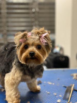 Yorkie