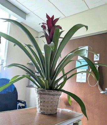 Plant from Stein's Flowers, a bromeliad. The photo doesn't really do it justice, but still, a very attractive and healthy specimen!