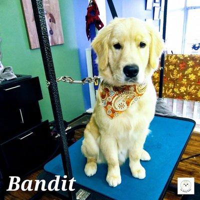 Bandit completed his final session of his Pawlor Pup Package today! Congratulations, Bandit!