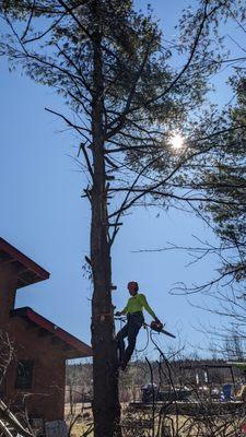 Robert A Kelly Tree Care