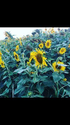 Loved that the planted sunflowers