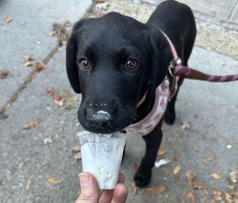 Maisy with her first pupcup