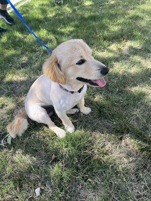 Precious moment groomed dog