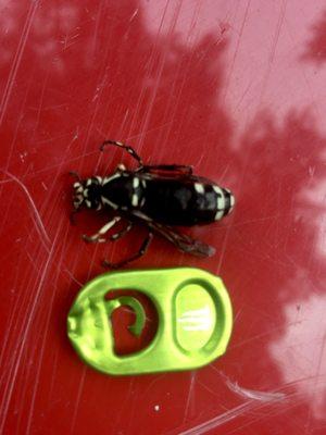 Baldface Hornet packs a punch if stung.