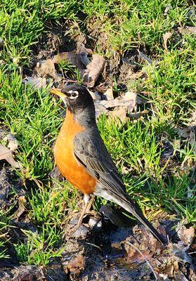 American robin, the much beloved spring songster