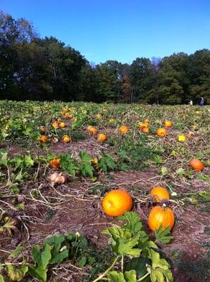 The sincere pumpkin patch. Linus would approve.