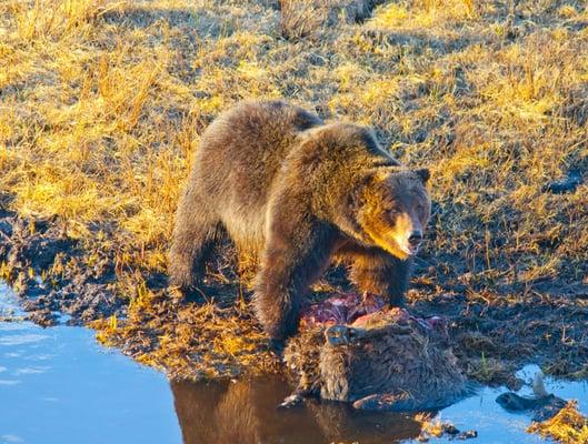 Grizzly bear in Yellowstone National Park