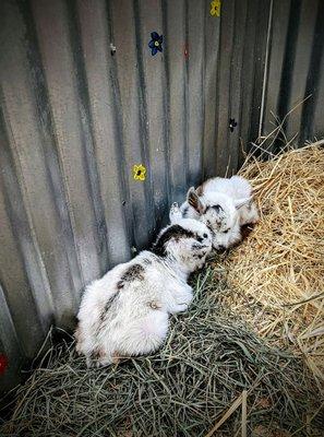 2 week old baby goats