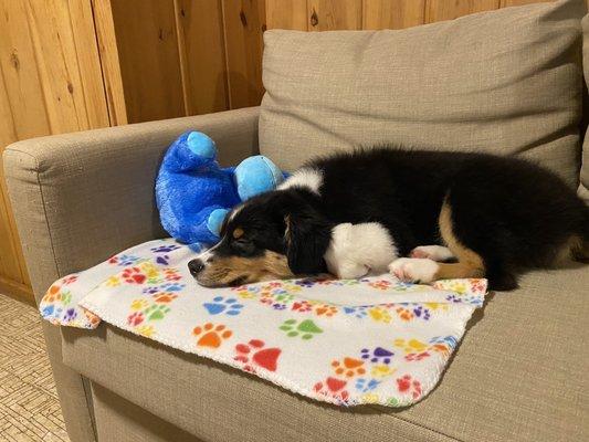 Tired puppy from playing with friends