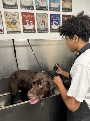 Self-service dog wash station