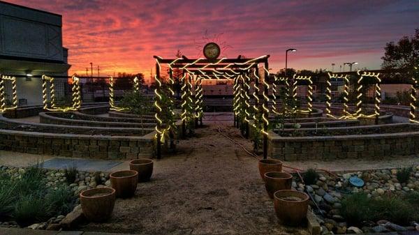 The garden at CapRadio at sunset.