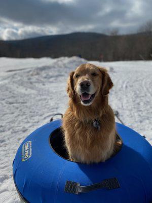 The unofficial mascot of Bearpen Mountain - Speights the dog!