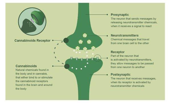 How CBD works on joint pain.