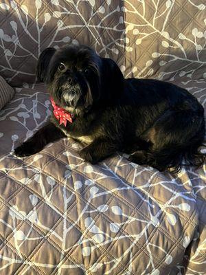 Lulu sharing her brother's loveseat. Fresh from her grooming appointment.