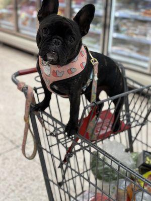 Bijou Lou helping me shop at HEB!