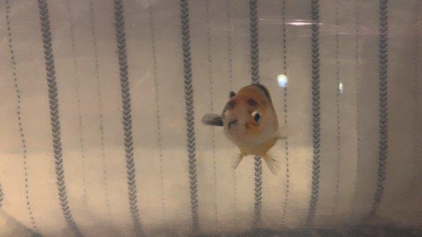 The ranchu I got today (in a temporary holding tank until his 20 gal is finished)