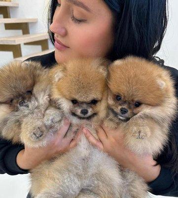 Pomeranians are intelligent and eager to please, which makes them highly trainable. They can quickly learn basic commands and tricks