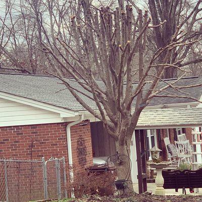 Ending result of Pruning back a Bradford pear tree