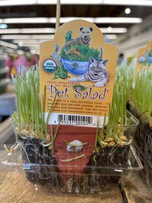 Pet Salad Wheatgrass for cats