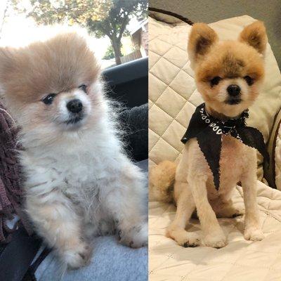 Charlie- the daddy of the others. Same day- before and after