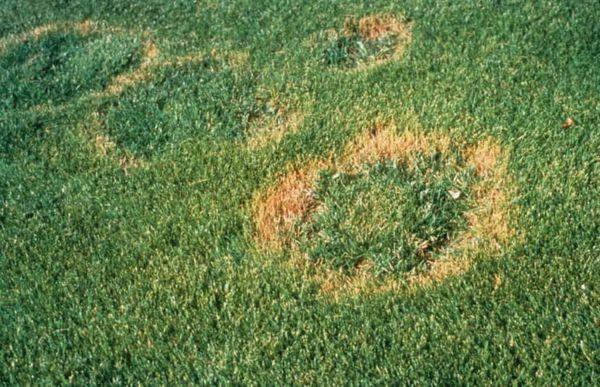 Lawn Disease Control Services