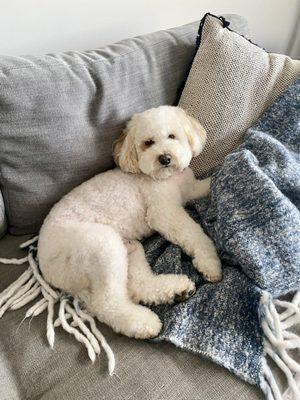 Charlie after his groom