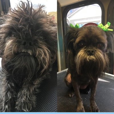 Brussel Griffon Full Groom