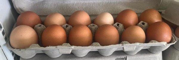 Fresh Local Organic Free Range Eggs