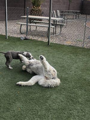 Balancing Paws Dog Care