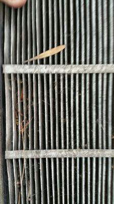 2010 Honda civic, cabin air filter. One of the most overlooked inexpensive maintenance items. Keeps good air flow through the vents.