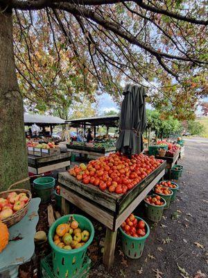 Tomatoes for sale