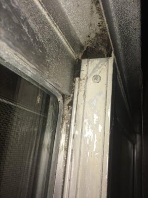 BLACK MOLD in window after the presidio maintenance workers "cleaned"